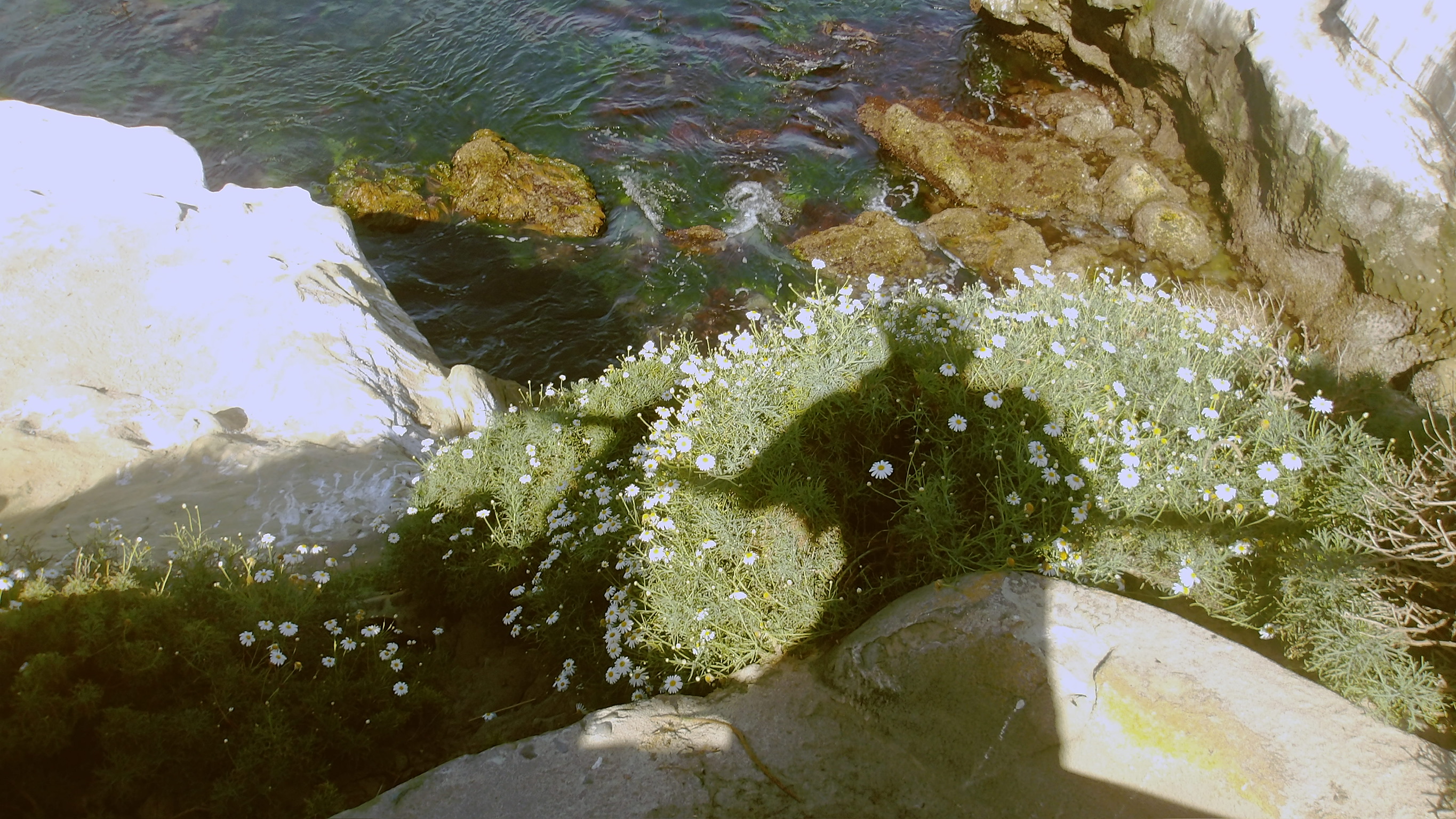CALIFORNIA SPRING 26 photo